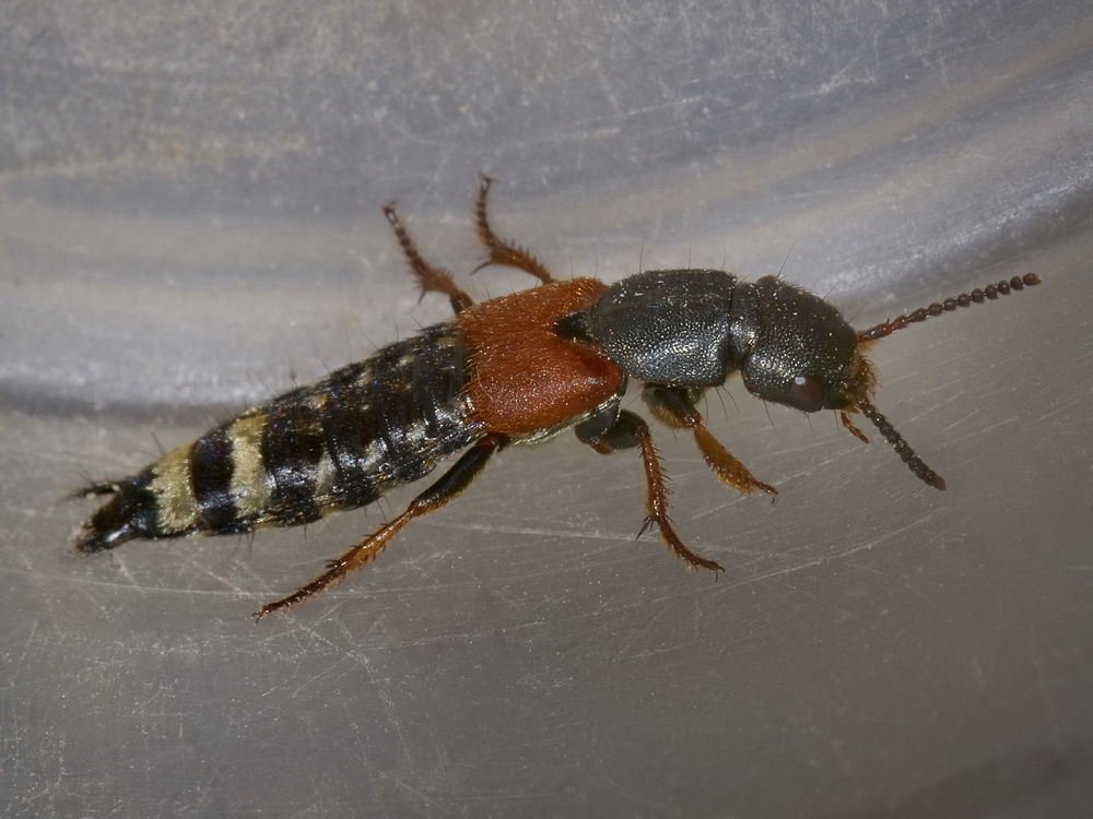 Platydracus stercorarius - Staphylinidae